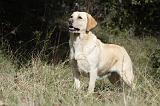 LABRADOR 758